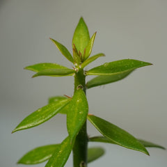 Pereskiopsis spathulata-pencil cactus