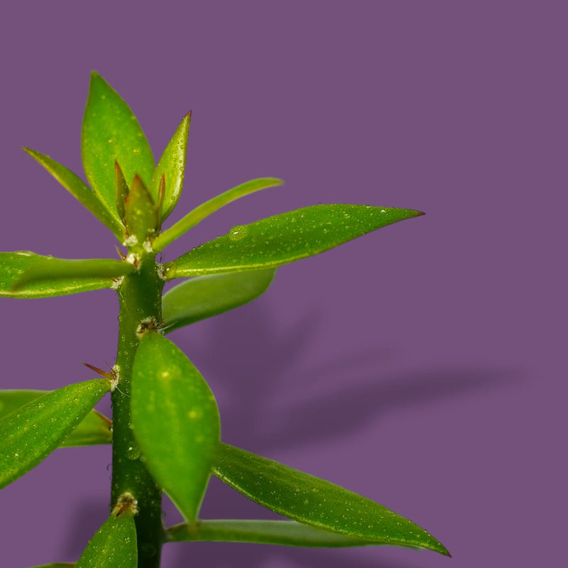 Pereskiopsis spathulata-pencil cactus