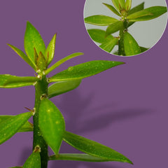 Pereskiopsis spathulata-pencil cactus