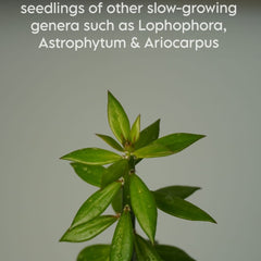 Pereskiopsis spathulata-pencil cactus