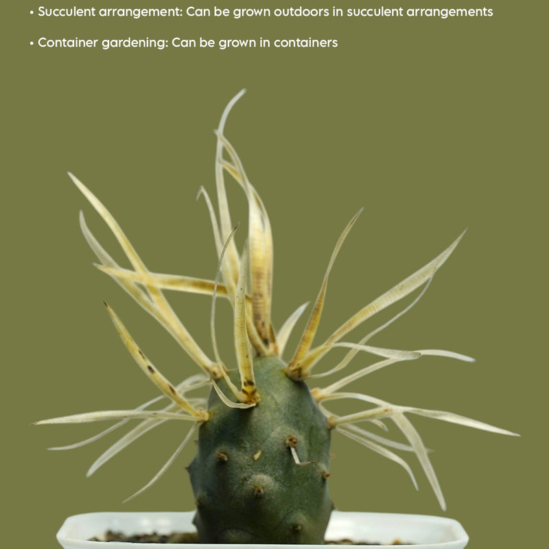 Tephrocactus articulatus var. papyracanthus