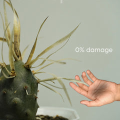 Tephrocactus articulatus var. papyracanthus_CACTUS