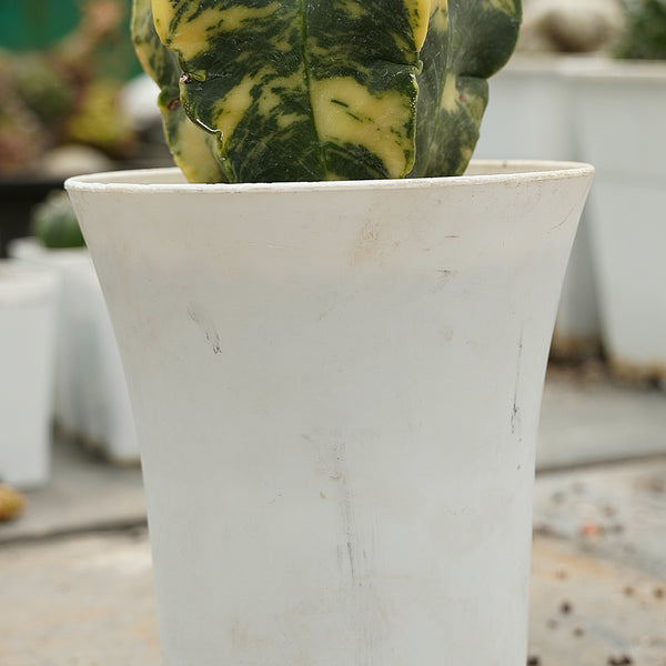 Astrophytum nudum variegated