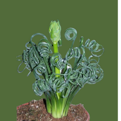 Albuca spiralis