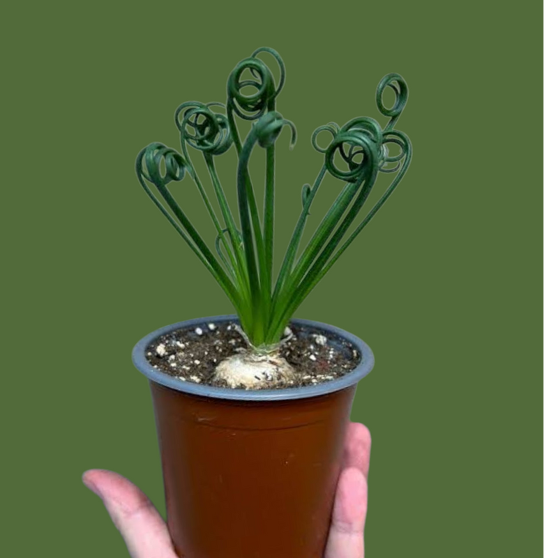 Albuca spiralis