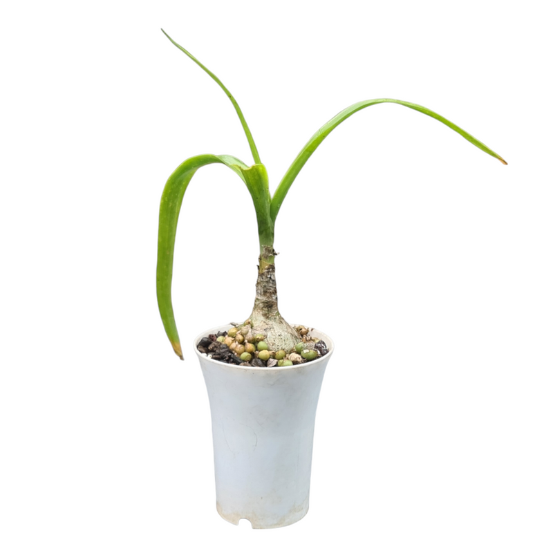 Albuca bracteata