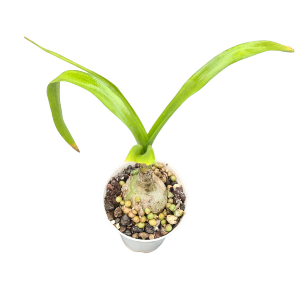 Albuca bracteata