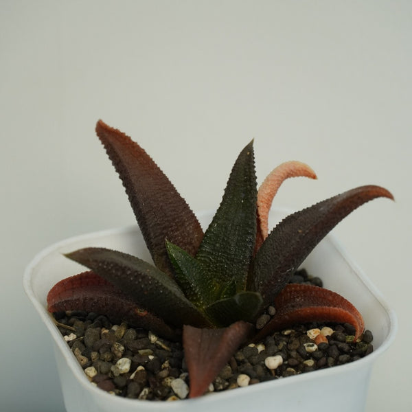 Haworthia koelmaniorum v mcmurtryi-Succulents- cactus