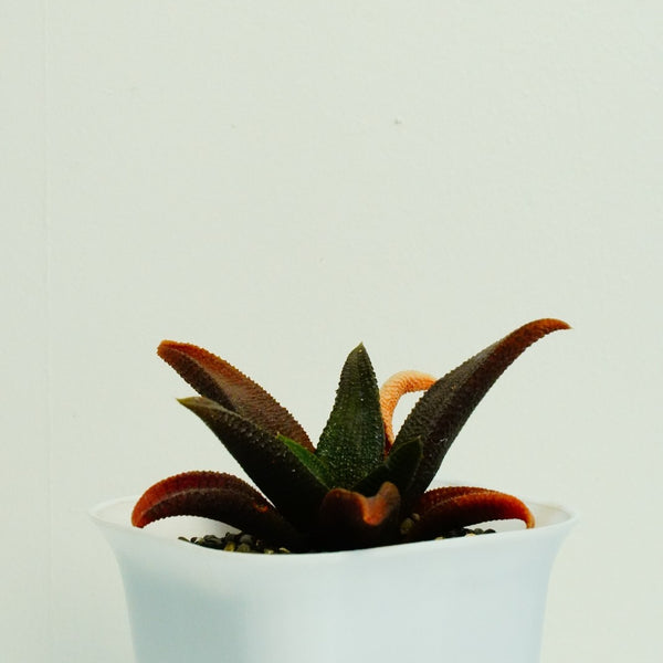 Haworthia koelmaniorum v mcmurtryi-Succulents- cactus