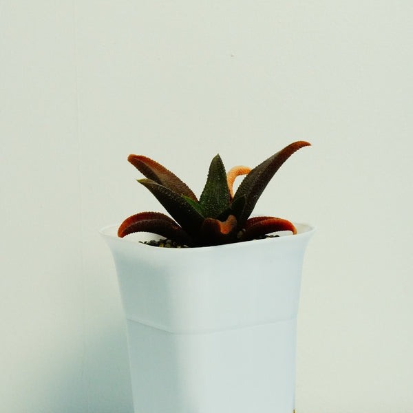 Haworthia koelmaniorum v mcmurtryi-Succulents- cactus