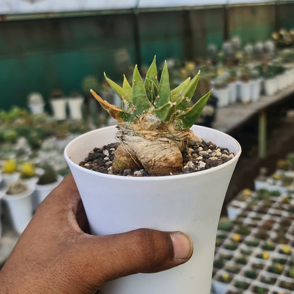 Ariocarpus trigonus horacekii