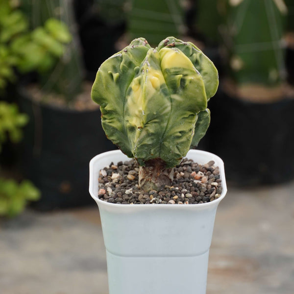 Astrophytum nudum cv fukuryu variegated