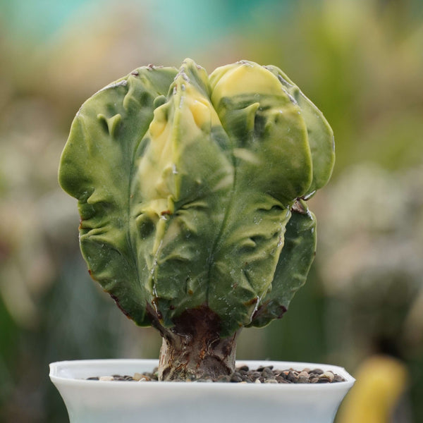 Astrophytum nudum cv fukuryu variegated