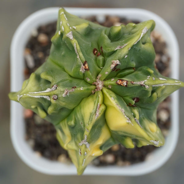 Astrophytum nudum cv fukuryu variegated