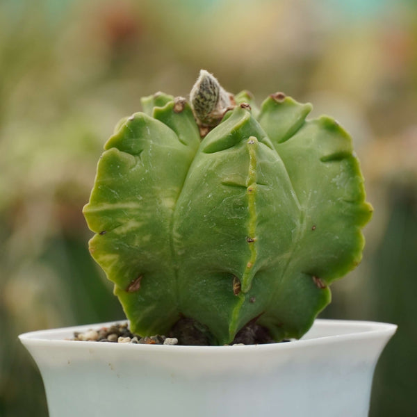 Astrophytum nudum cv kikko
