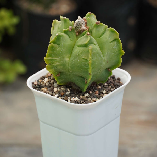 Astrophytum nudum cv kikko