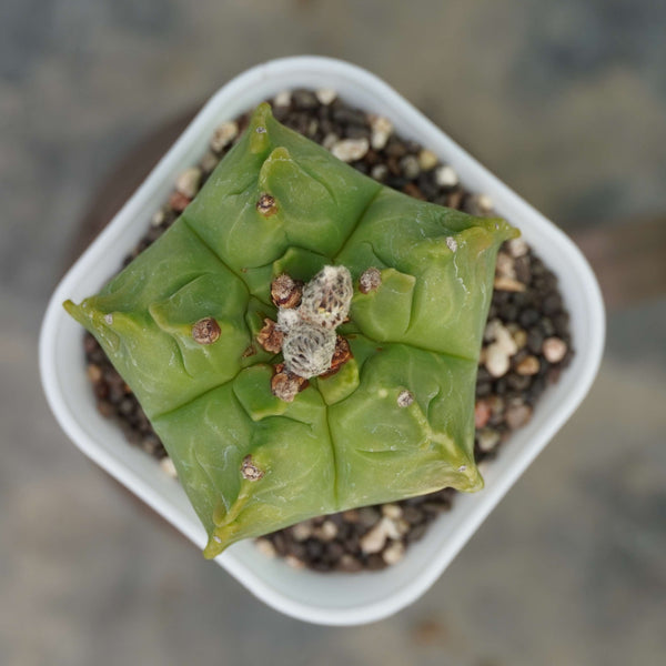 Astrophytum nudum cv kikko