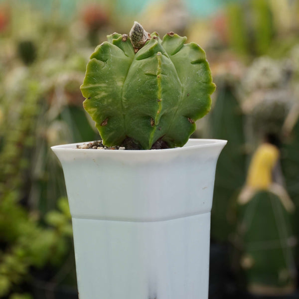 Astrophytum nudum cv kikko