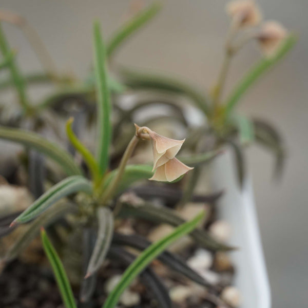Euphorbia cylindrifolia_plant