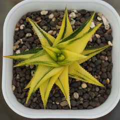 haworthia limifolia variegated_cactus_plant
