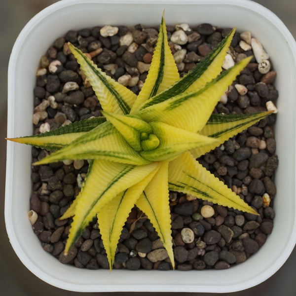 haworthia limifolia variegated_cactus_plant