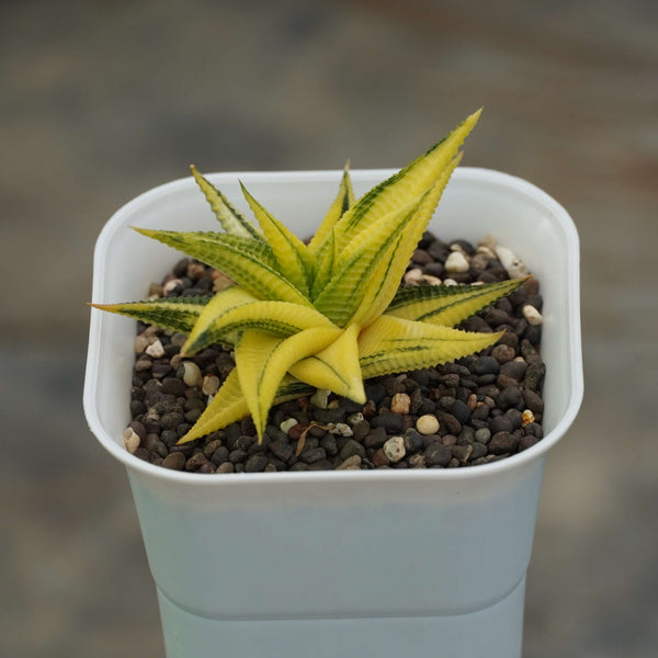haworthia limifolia variegated_cactus_plant