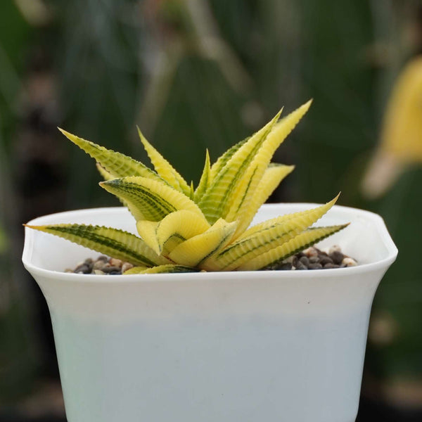 haworthia limifolia variegated_cactus_plant