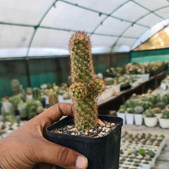 Mammillaria elongata