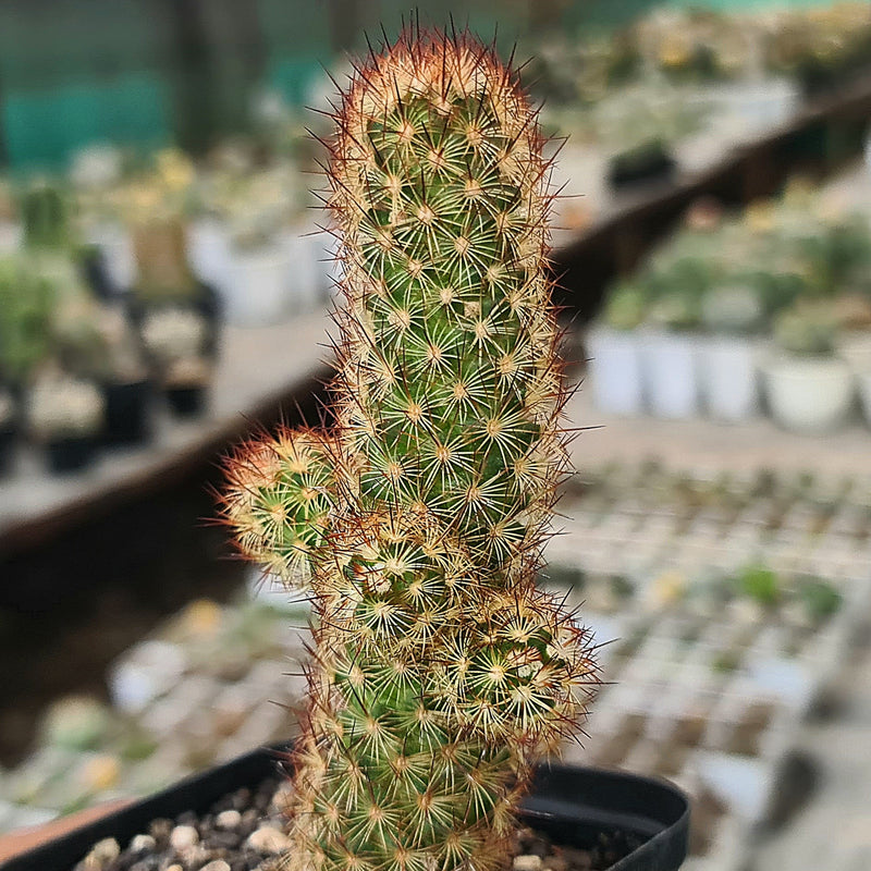 Mammillaria elongata