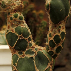 Opuntia reticulata cobra