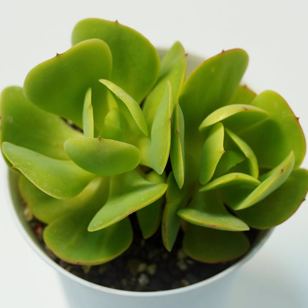Echeveria green spoon_succulent