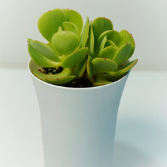 Echeveria green spoon_succulent