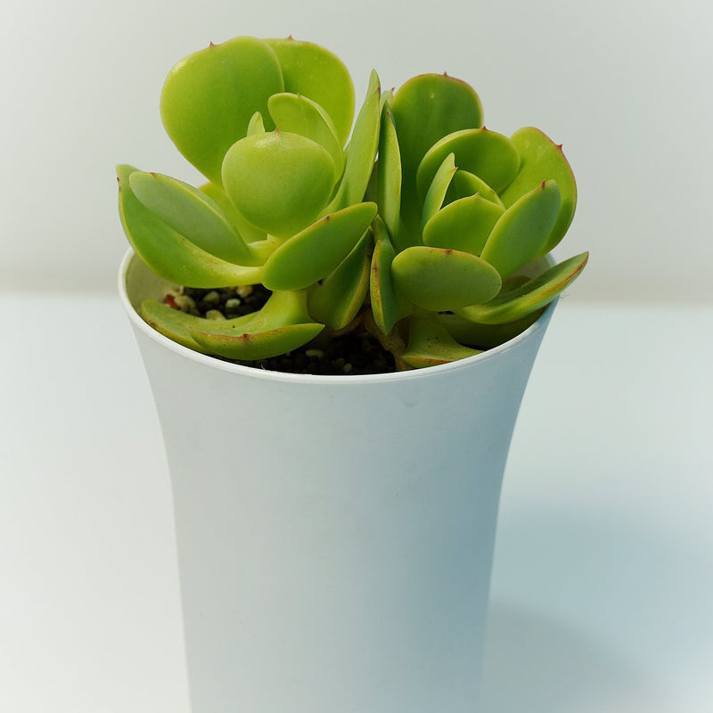 Echeveria green spoon_succulent