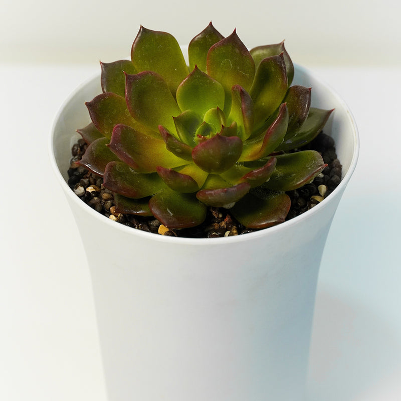 Echeveria elegans red verigated_succulent