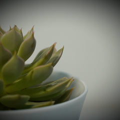 Echeveria elegans_succulent