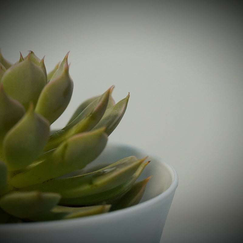 Echeveria elegans_succulent