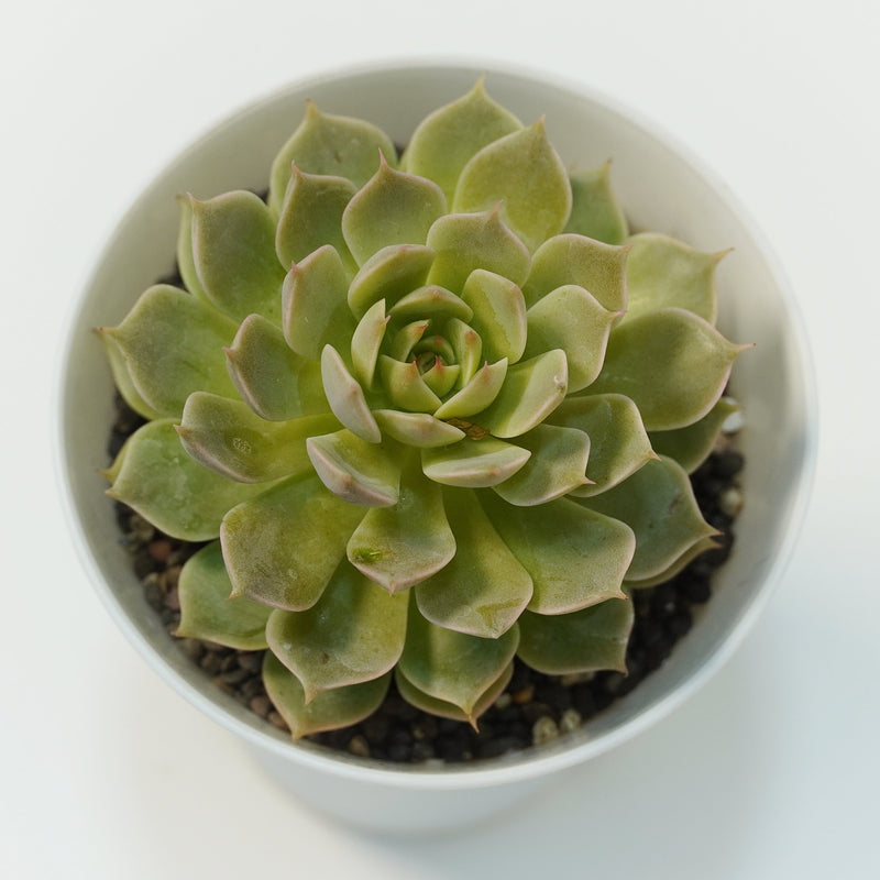 Echeveria elegans_succulent