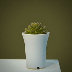 Echeveria elegans_succulent