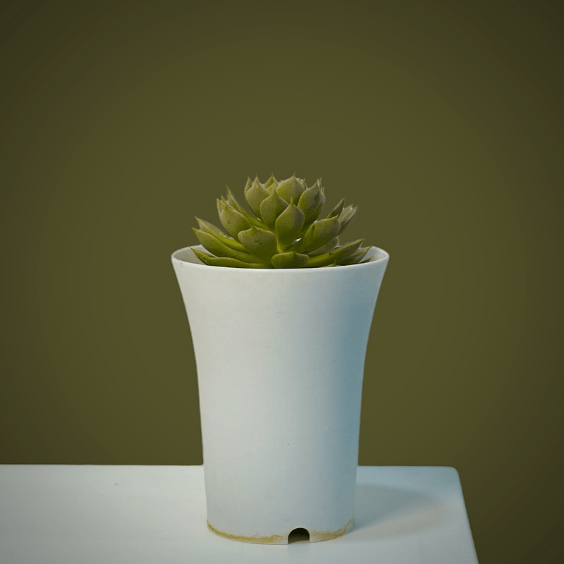 Echeveria elegans_succulent
