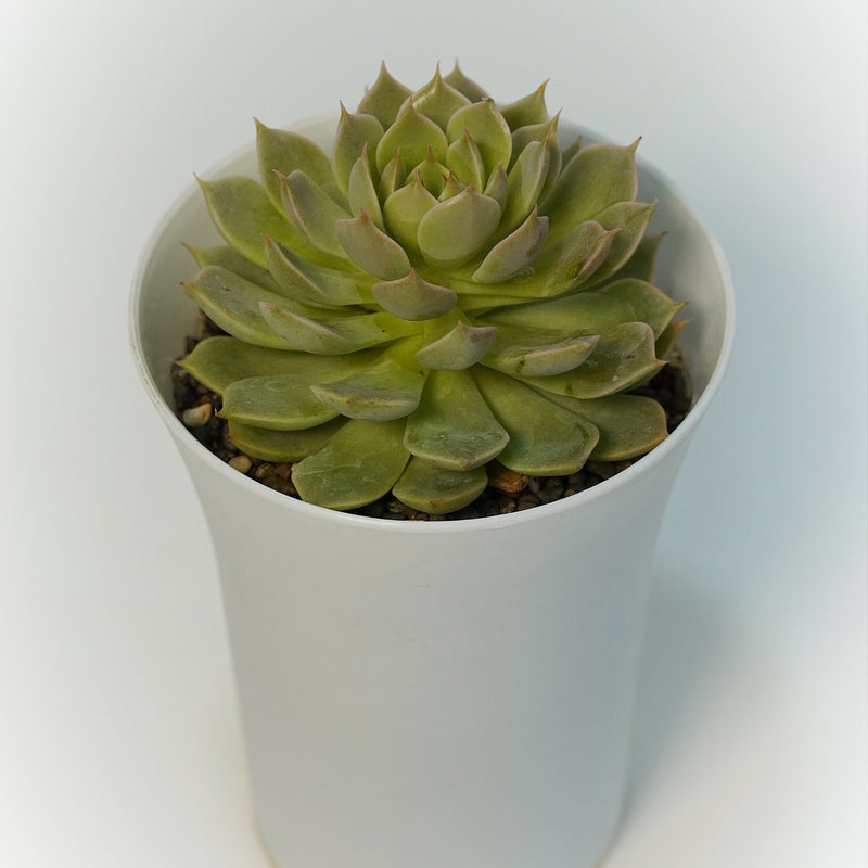 Echeveria elegans_succulent