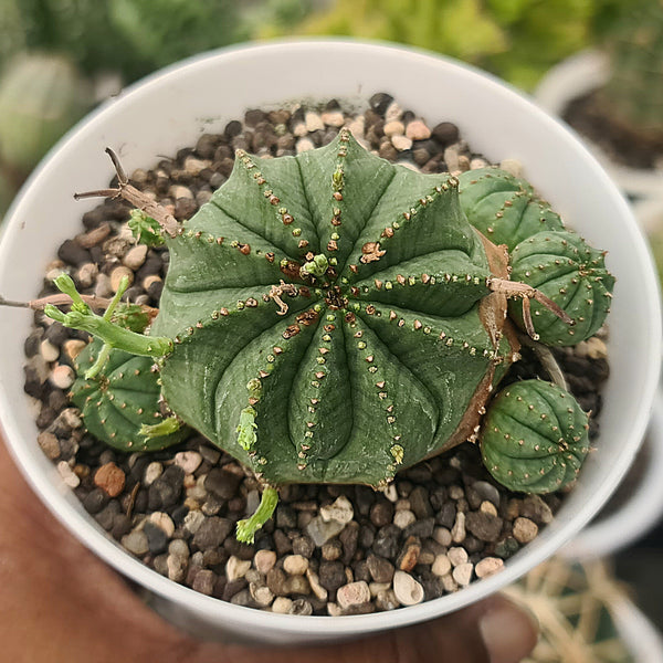 Euphorbia meloformis_succulent_plant