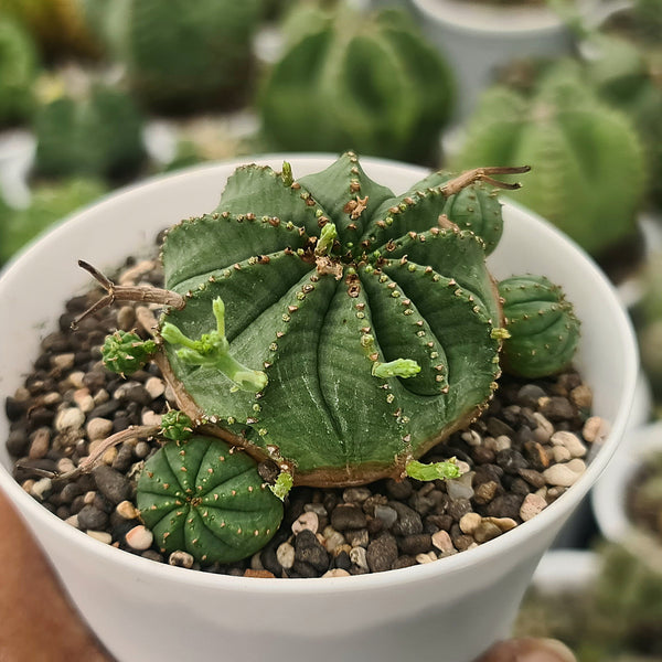 Euphorbia meloformis_succulent_plant