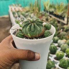 Euphorbia meloformis_succulent_plant