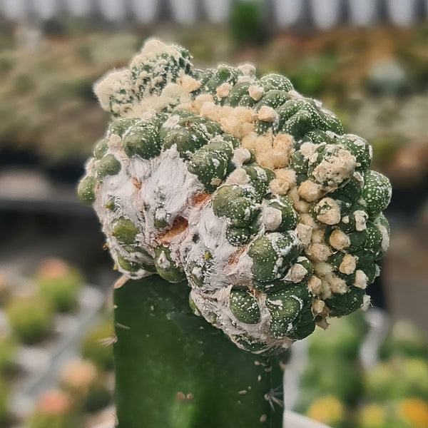 Astrophytum Asterias lizard skin cristata 4_INCHS_N_RAUND_POT WITHOUT_POT