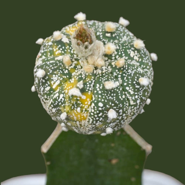 Astrophytum super kabuto variegated 6_INCHS_N_SQUARE_POT WITHOUT_POT