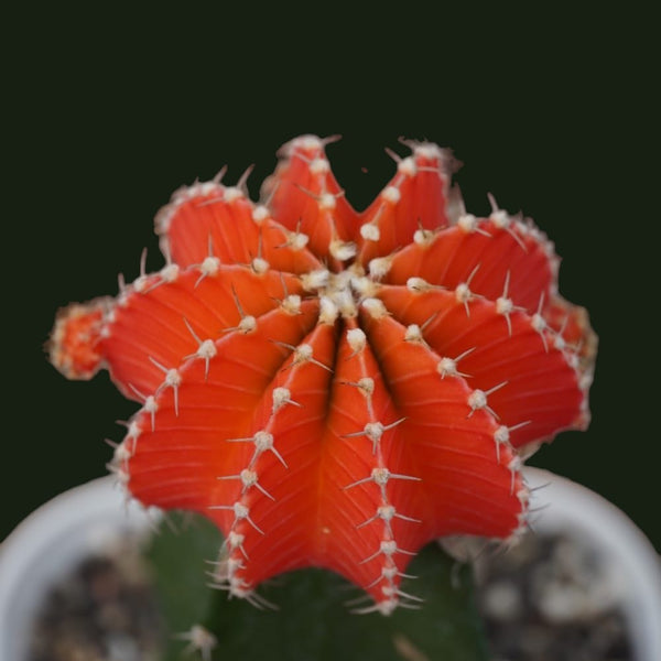 Gymnocalycium cv LB2178 verigated 6_INCHS_N_SQUARE_POT WITH_POT