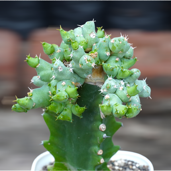 Euphorbia clivicola B6 6_INCHS_RAUND_N_POT WITHOUT_POT_SHIPPING
