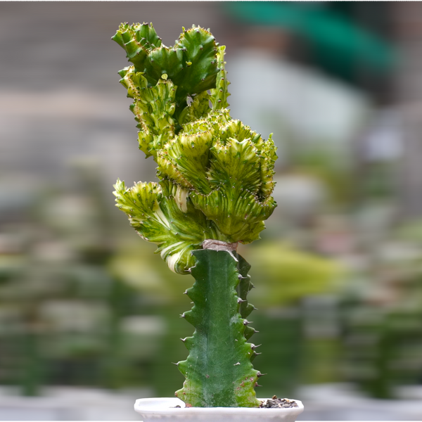 Euphorbia lactea variegata cristata 6_INCHS_N_SQUARE_POT WITH_POT
