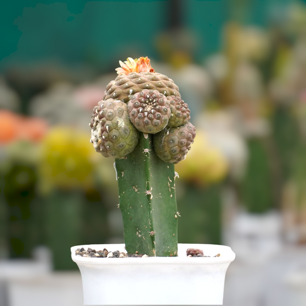 Copiapoa hypogaea 6_INCHS_N_SQUARE_POT WITHOUT_POT