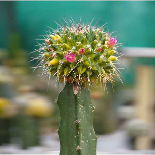 Mammillaria compressa variegated_moon cactus